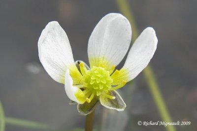 Renoncule  long bec - White water crowfoot - Ranunculus aquatilis 2m9