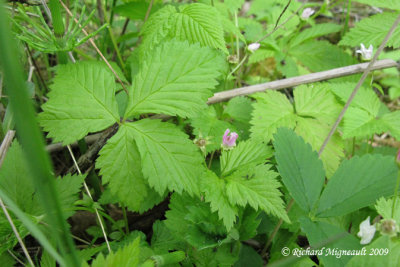 Ronce pubescente - Dwarf raspberry - Rubus pubescens 1m9