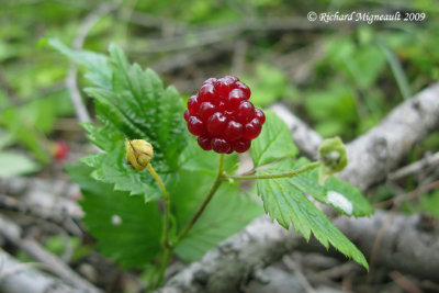 Ronce pubescente - Dwarf raspberry - Rubus pubescens 5m9