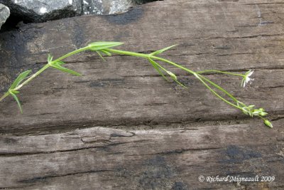 Stellaire  longues feuilles - Long-leaved stitchwort - Stellaria longifolia 3m9