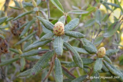 Th du Labrador - Labrador-tea - Rhododendron groenlandicum 1m9