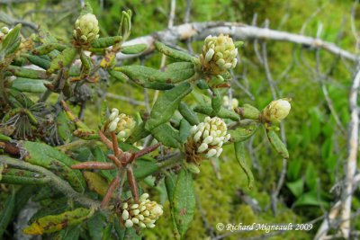 Th du Labrador - Labrador-tea - Rhododendron groenlandicum 2m9