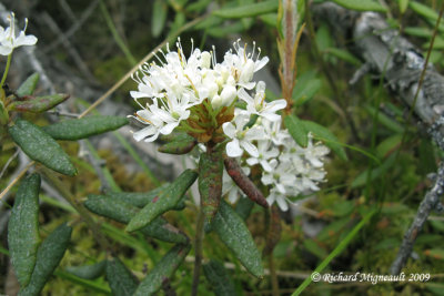 Th du Labrador - Labrador-tea - Rhododendron groenlandicum 4m9