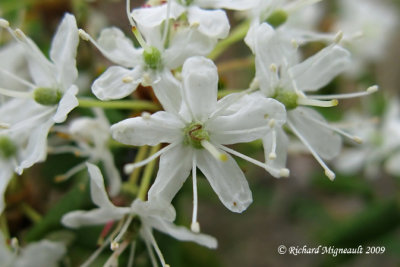 Th du Labrador - Labrador-tea - Rhododendron groenlandicum 5m9
