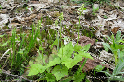 Tiarelle cordifolie - Foamflower - Tiarella cordifolia 1m9