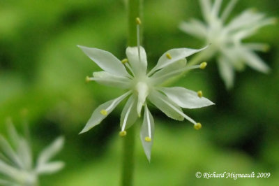 Tiarelle cordifolie - Foamflower - Tiarella cordifolia 5 m9