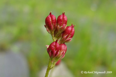 Tofieldie glutineuse - Sticky false asphodel - Tofieldia glutinosa 2m9