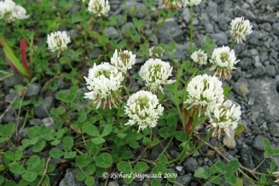 Trfle blanc - White clover - Trifolium repens 1m9