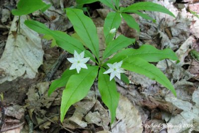 Trientale borale - Starflower - Trientalis borealis 1m9