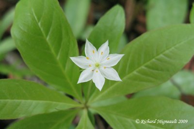 Trientale borale - Starflower - Trientalis borealis 2m9