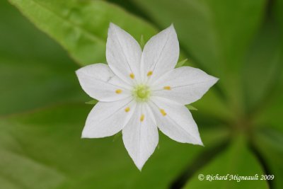 Trientale borale - Starflower - Trientalis borealis 3m9