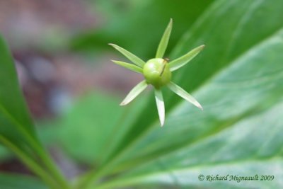 Trientale borale - Starflower - Trientalis borealis 5m9
