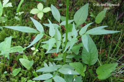 Valériane des vases - Swamp Valerian - Valeriana uliginosa 4m9