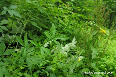 Aigremoine  spales crochus - Hooked agrimony - Agrimonia griposepala 1m9