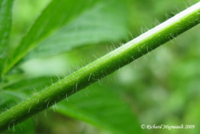 Aigremoine  spales crochus - Hooked agrimony - Agrimonia griposepala 6m9