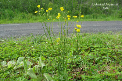 Renoncule cre - Bouton dor - Common buttercup - Ranunculus acris 1m9