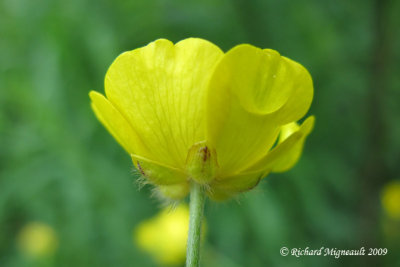 Renoncule cre - Bouton dor - Common buttercup - Ranunculus acris 3m9