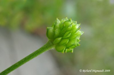 Renoncule cre - Bouton dor - Common buttercup - Ranunculus acris 4m9