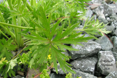 Renoncule cre - Bouton dor - Common buttercup - Ranunculus acris 5m9
