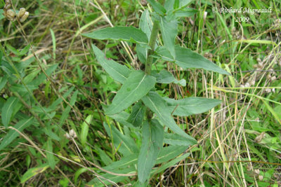 pervire du Canada - Canada hawkweed - Hieracium canadense 5m9