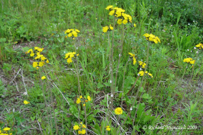 Epervire jaune - Yellow hawkweed - Hieracium caespitosum 1m9