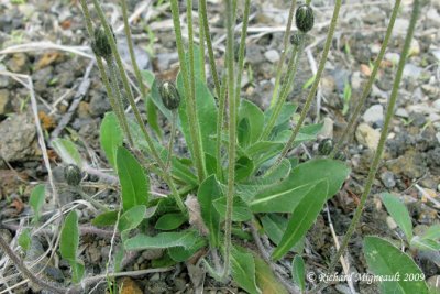pervire piloselle - Mouse-ear hawkweed - Hieracium pilosella 3m9