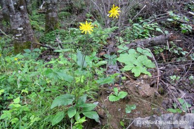pervire scabre - Rough hawkweed - Hieracium scabrum 1m9