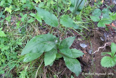 pervire scabre - Rough hawkweed - Hieracium scabrum 2m9