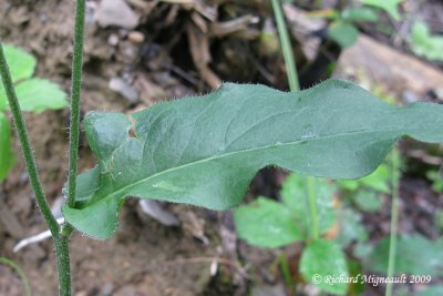 pervire scabre - Rough hawkweed - Hieracium scabrum 3m9