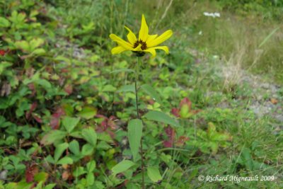 Hlianthe  belle fleurs - Beautiful sunflower - Helianthus laetiflorus 1m9