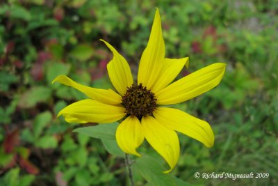 Hlianthe  belle fleurs - Beautiful sunflower - Helianthus laetiflorus 2m9
