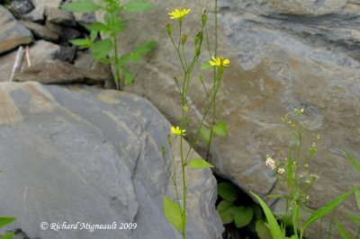 Lapsane commune - Nipplewort - Lapsana communis 1m9