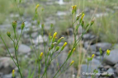 Lapsane commune - Nipplewort - Lapsana communis 2m9