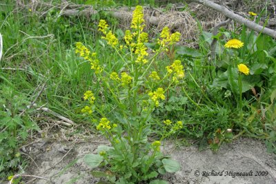 Herbe de Sainte-barbe - Common winter-cress - Barbarea vulgaris 1m9