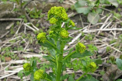 Herbe de Sainte-barbe - Common winter-cress - Barbarea vulgaris 2m9