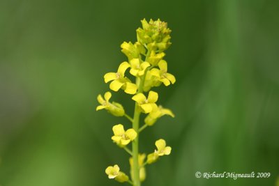 Herbe de Sainte-barbe - Common winter-cress - Barbarea vulgaris 3m9