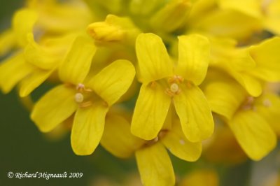 Herbe de Sainte-barbe - Common winter-cress - Barbarea vulgaris 4m9