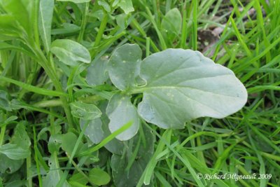 Herbe de Sainte-barbe - Common winter-cress - Barbarea vulgaris 5m9