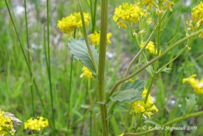 Herbe de Sainte-barbe - Common winter-cress - Barbarea vulgaris 6m9