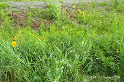 Laiteron des champs - Corn sow-thistle - Sonchus arvensis 1m9