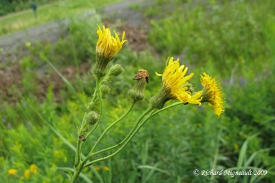Laiteron des champs - Corn sow-thistle - Sonchus arvensis 2m9