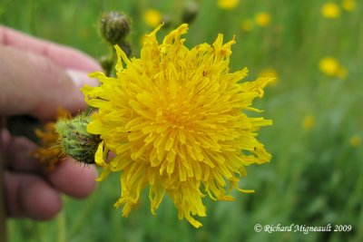 Laiteron des champs - Corn sow-thistle - Sonchus arvensis 4m9