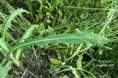 Laiteron des champs - Corn sow-thistle - Sonchus arvensis 5m9