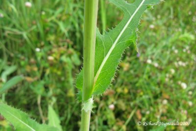 Laiteron des champs - Corn sow-thistle - Sonchus arvensis 6m9
