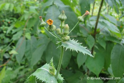 Laiteron épineux - Spiny show-thistle - Sonchus asper 2m9