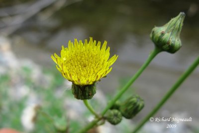 Laiteron épineux - Spiny show-thistle - Sonchus asper 4m9