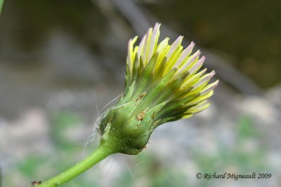 Laiteron épineux - Spiny show-thistle - Sonchus asper 5m9
