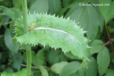 Laiteron épineux - Spiny show-thistle - Sonchus asper 6m9
