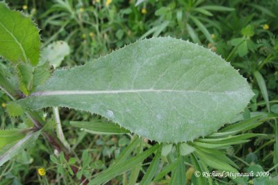 Laiteron épineux - Spiny show-thistle - Sonchus asper 7m9