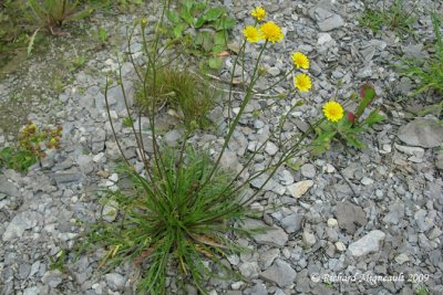 Léontodon dautomne - Fall Dandelion - Leontodon autumnalis 1m9